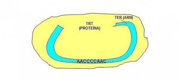 ¿Qué es la Telomerasa?